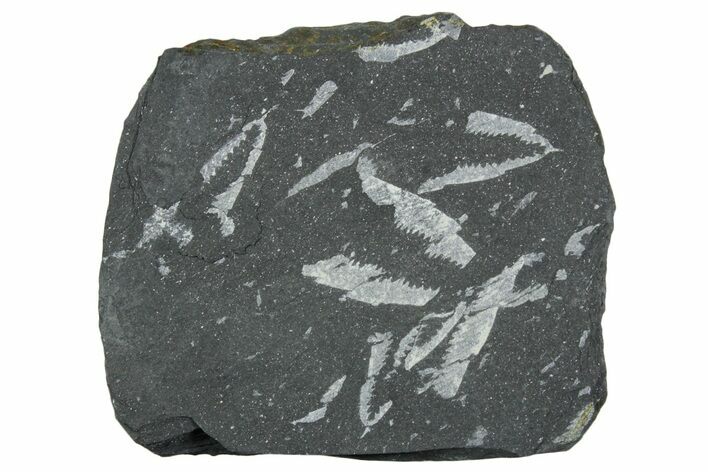 Fossil Graptolite (Didymograptus) Cluster - Wales #353832